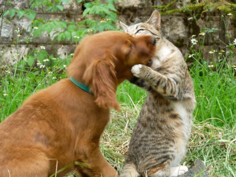 Evcil dostlar da tehdit altında: Kedi ve köpekler ‘mıknatıs’ gibi çekiyor, eve taşıyor