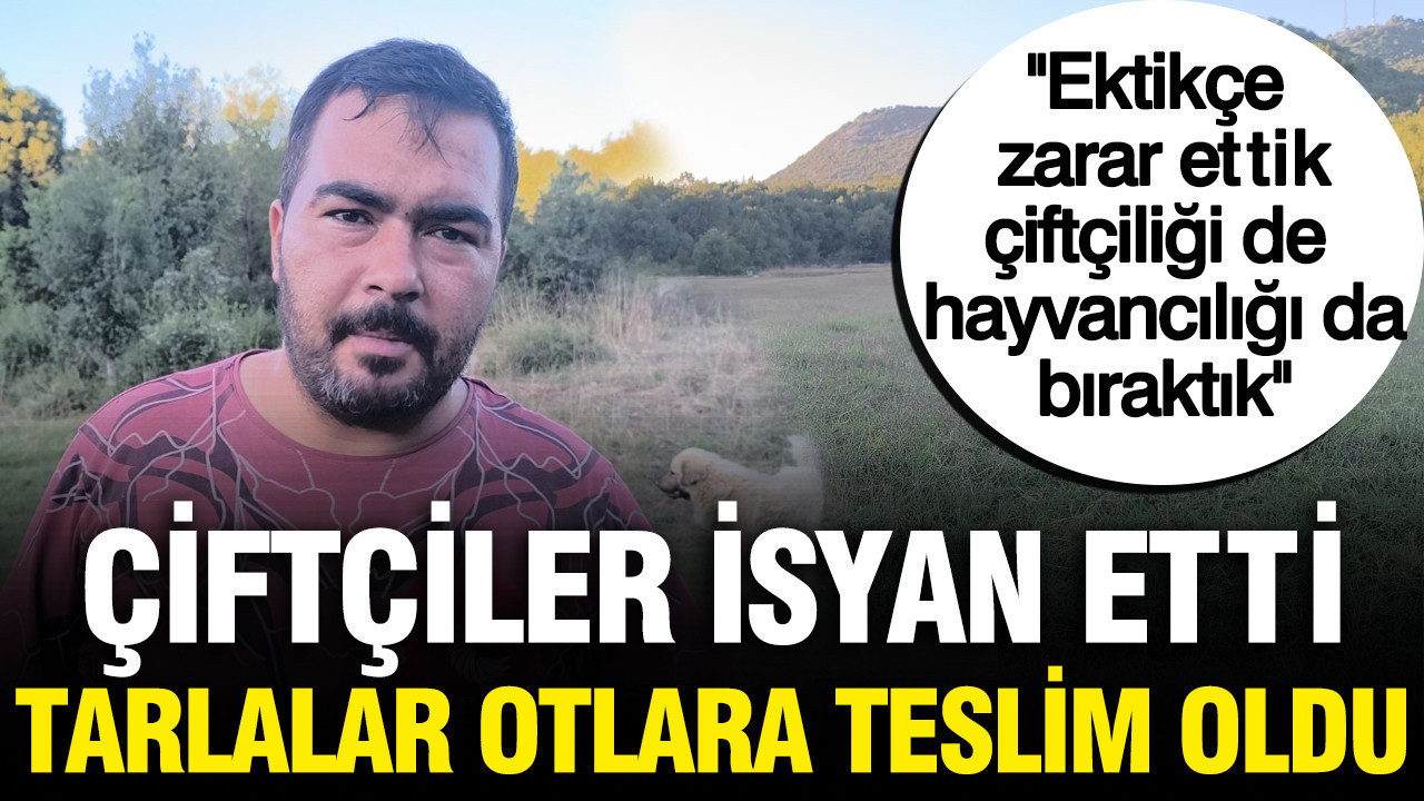 Haber gorseli